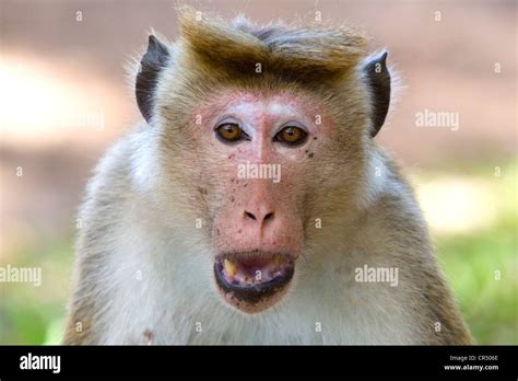 Male Toque Macaque Monkey Macaca Sinica Yala West Ruhuna National