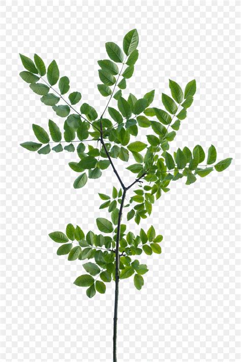 Texture Mapping Branch Leaf Tree Shrub Png 1296x1944px 3d Modeling