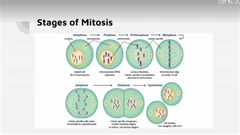 Meiosis Interphase