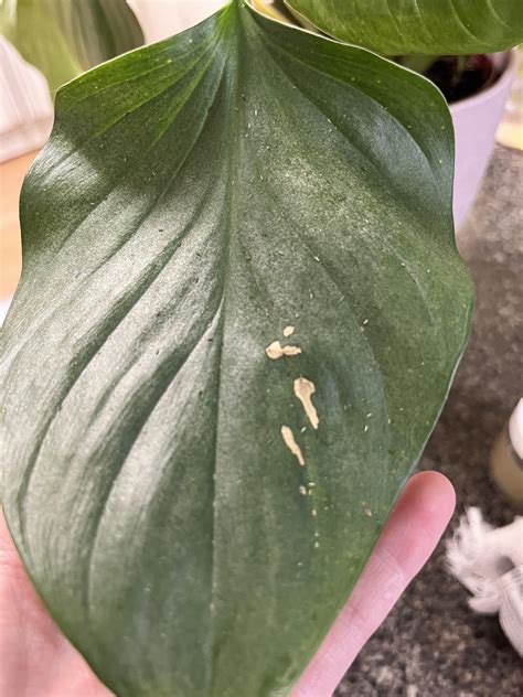 Jinxed Myself : r/plants