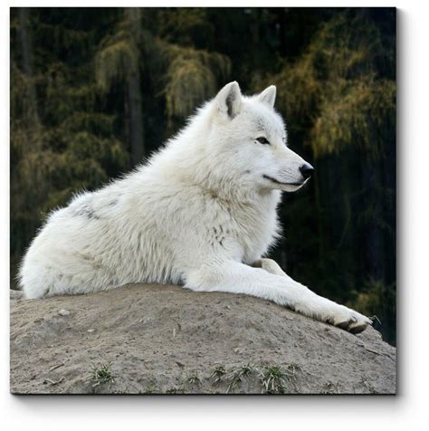 Большой белый волк - 69 фото