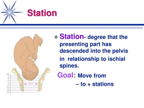 Ppt Normal Labor And Delivery Physiological Adaptations Chapter 17