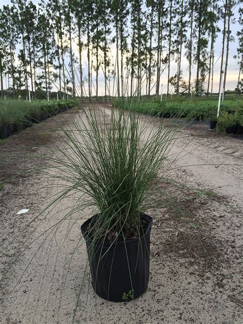 Muhly Grass Check Price List Three Volcanoes Farm