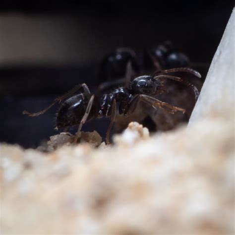 Lasius Niger Schede Di Allevamento Ants Italia