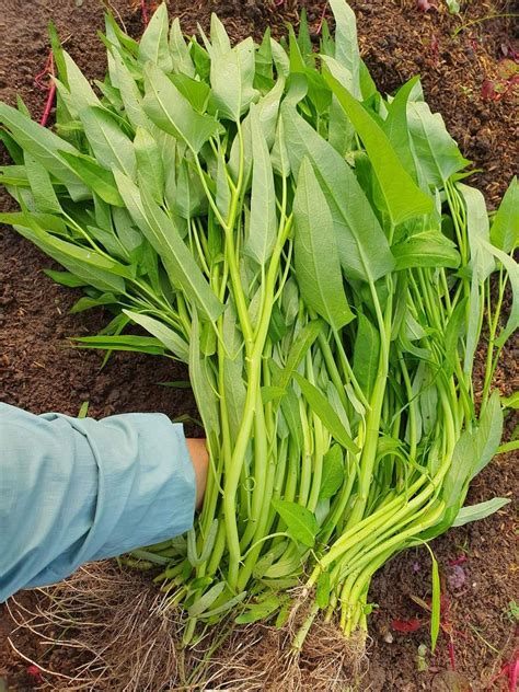 Large Leaf Water Spinach Convolvulus Seeds Kang Kong Ong Choy Rau