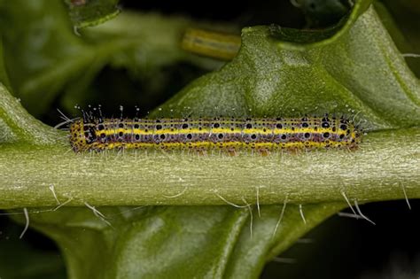 Oruga De La Gran Mariposa Blanca Del Sur Foto Premium