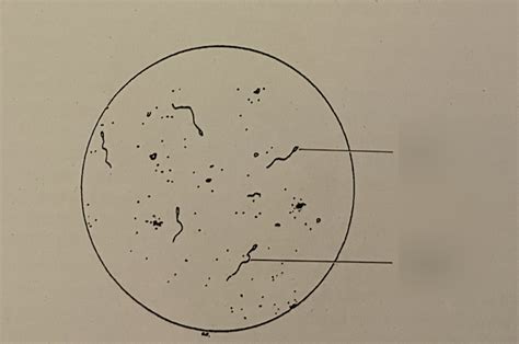 Human Sperm Diagram Quizlet