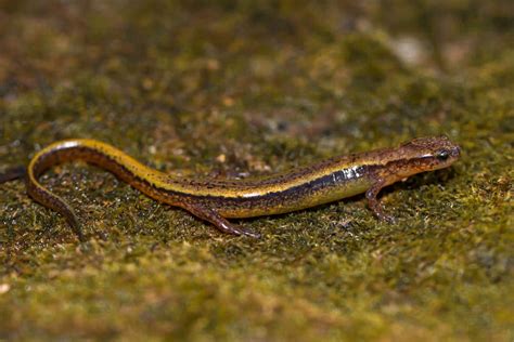 Southern Two Lined Salamander Eurycea Cirrigera Illinois Cjamen3