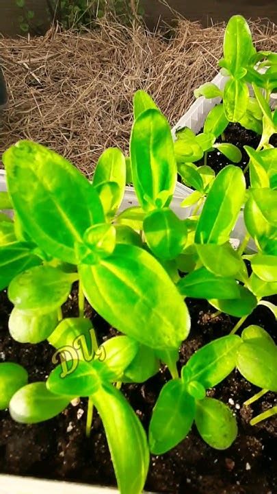 А ЗАЧЕМ ИХ ПИКИРОВАТЬ? - YouTube