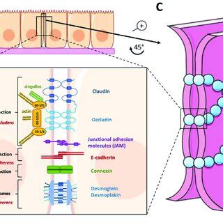 The Epithelial Junctional Complexes A Schematic Representation Of