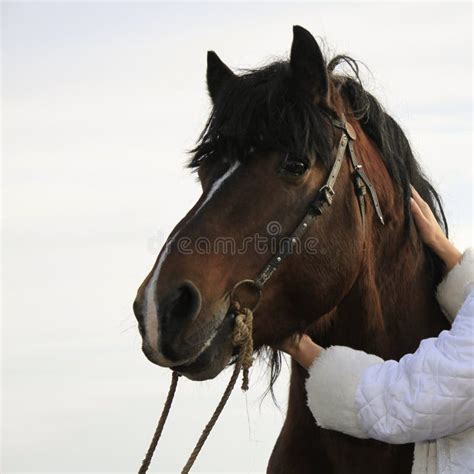 Woman Hands Touching Horse Stock Photo Image Of Female 248762422