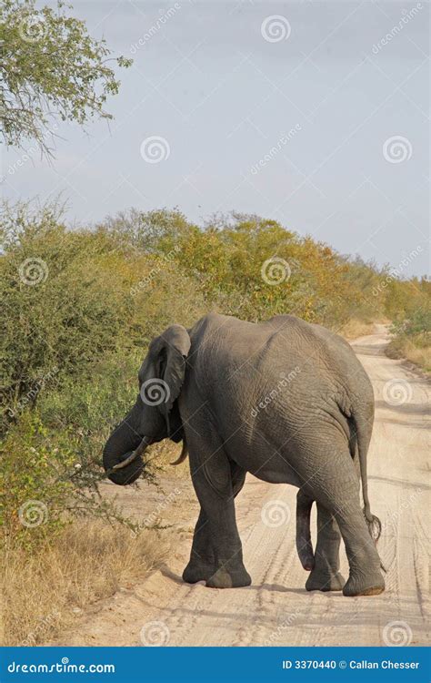 The fifth leg stock photo. Image of ivory, kruger, park - 3370440