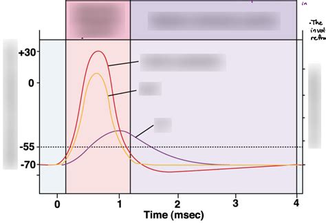 Action Potential Diagram Diagram | Quizlet