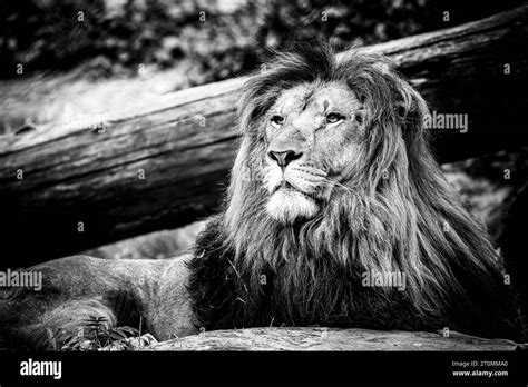 Portrait of a majestic lion king Stock Photo - Alamy