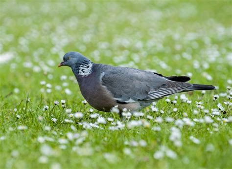 Common Wood Pigeon - Owen Deutsch Photography