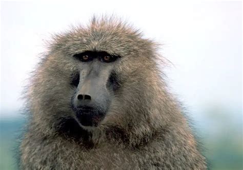 Olive Baboon | The Animal Facts | Appearance, Diet, Habitat, Behavior