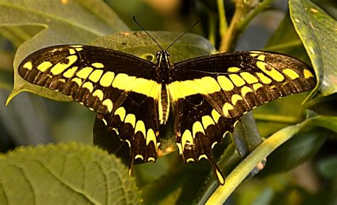 High Desert Museum Black N Yellow Butterfly Swallowta Flickr