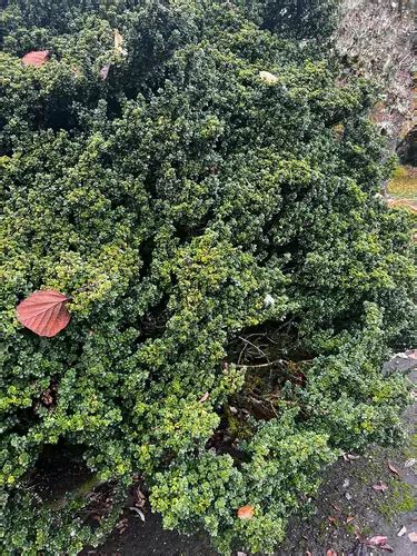 Ilex Crenata Dwarf Pagoda Dwarf Pagoda Japanese Holly Plant Lust