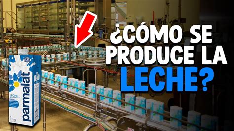 Cómo Se Produce La LECHE Proceso En Fábrica YouTube