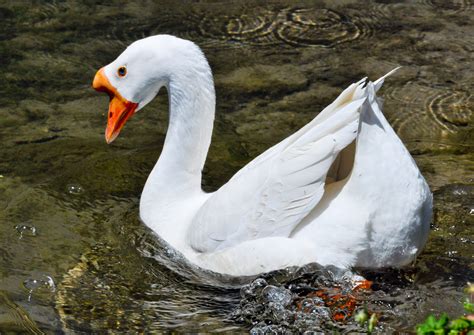 Split-Focus: Swan Goose