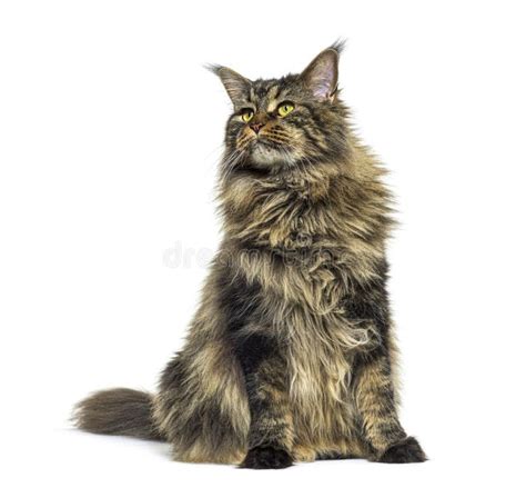 Maine Coon Cat Sentado Frente Al Frente Mirando Hacia Arriba Aislado En