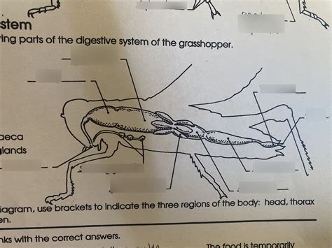 Digetsion System Of A Grasshopper Diagram Quizlet