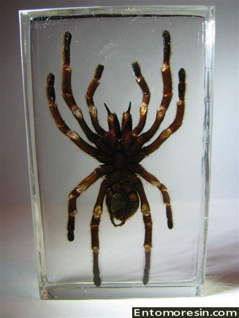 EURYPELMA SPINICRUS TARENTULA TAXIDERMY