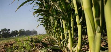 Cara Praktis Budidaya Jagung Organik Hasil Panen Melimpah