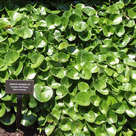 Wild Ginger, Asarum canadense | American Meadows