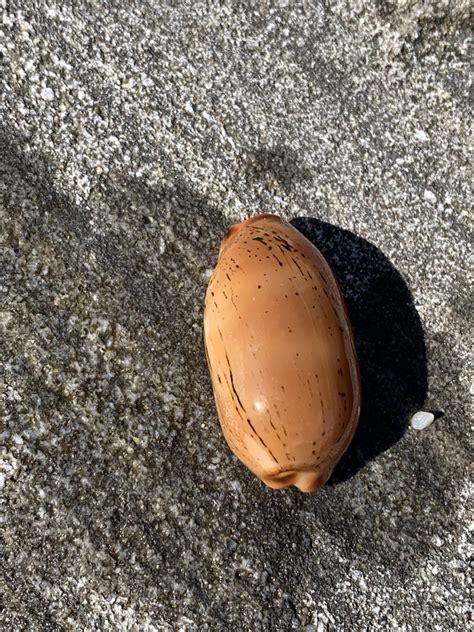 Isabella Cowry From Yuraygir National Park Yuraygir NSW AU On August