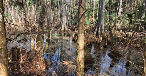 Silver Springs State Park Campground | Ocala, FL