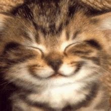 Happy Kitten S Tenor