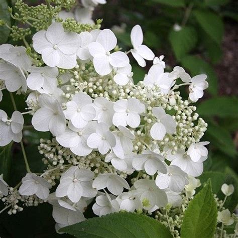 Гортензия метельчатая Прим Вайт (Prim White) купить в Москве по цене от ...