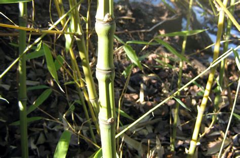 Phyllostachys Aurea Holochrysa True Golden Bamboo For Sale Red