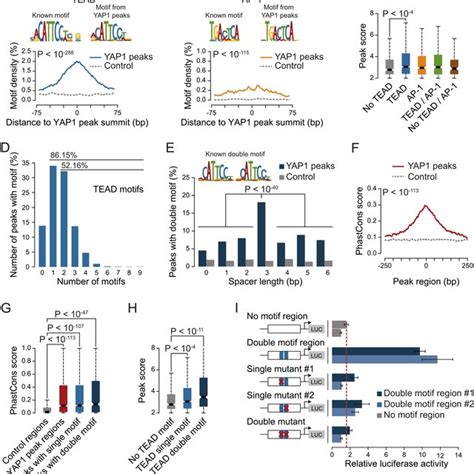 Yap Tead Target Genes A Gene Expression Of Target Genes From All