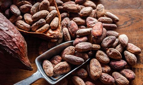 Cuáles son los beneficios del cacao puro Instituto DYN