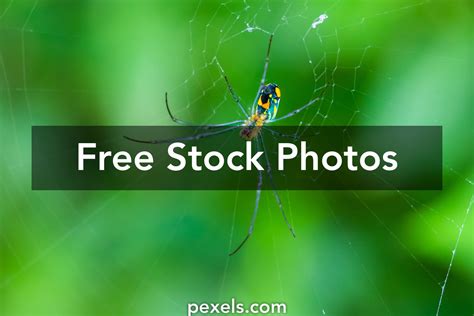 Spider Web Black And White Photos, Download The BEST Free Spider Web ...