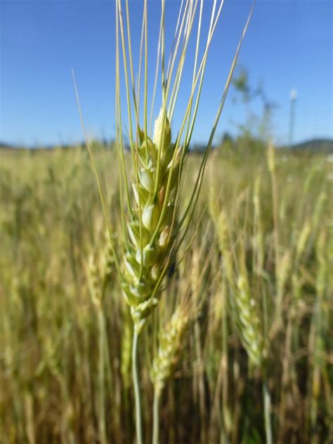 Rural Revolution: Harvesting wheat by hand