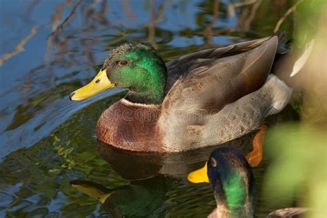 Male Mallard Duck in Flight, Full Wingspan Over Blue Sky Stock Photo ...