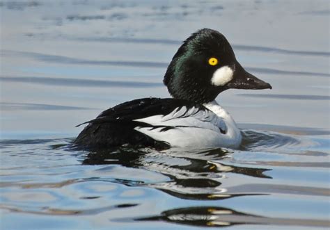 Hybrid Duck Study: WHY DO WATERFOWL HYBRIDIZE?