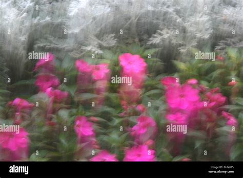 Purpur flowers hi-res stock photography and images - Alamy