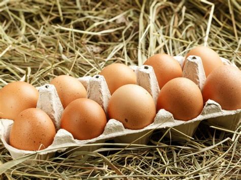 Eficiencia Rentabilidad En Gallinas Ponedoras Nest Farms