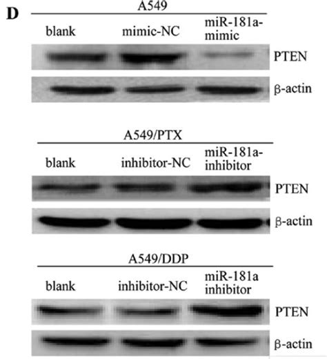 pan Actin Antibody Affinity Biosciences LTD 亲科生物官网