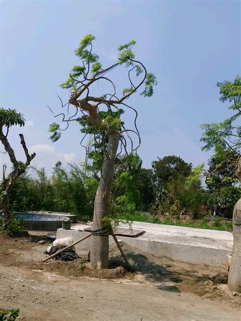 Jual Pohon Moringa Di Magelang Jawa Tengah Kelor Afrika