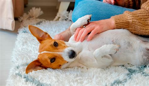 Puedes Acariciar Al Perro En Aliento Salvaje