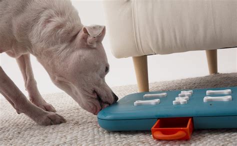 What Are The Best Toys For Smart Dogs? | BARK