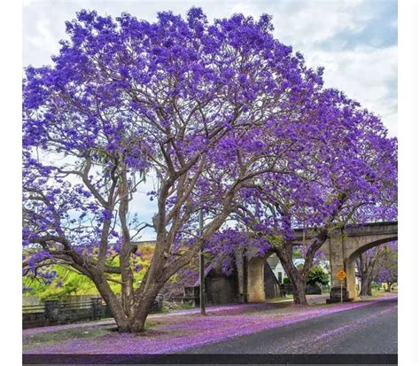 Jacaranda Tree - Etsy