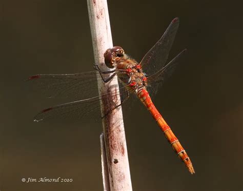 Common Darter