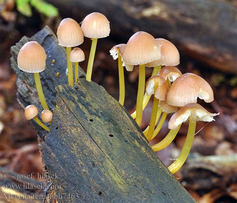 Mycena Renati Luteoalkalina Flavipes Helmovka Lutonoh Medonoh