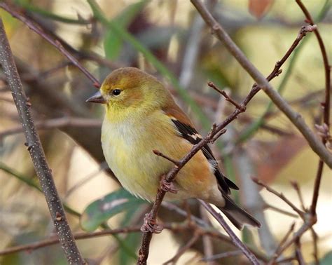 American Goldfinch BirdForum